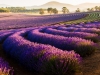 Die Provence Australiens - Nicole E.