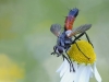 Ulrike Mitterstieler, Cylindromyia brassicaria