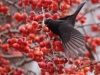 amsel1